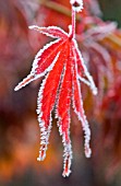 ACER PALMATUM ‘ATROPURPUREUM’, JAPANESE MAPLE