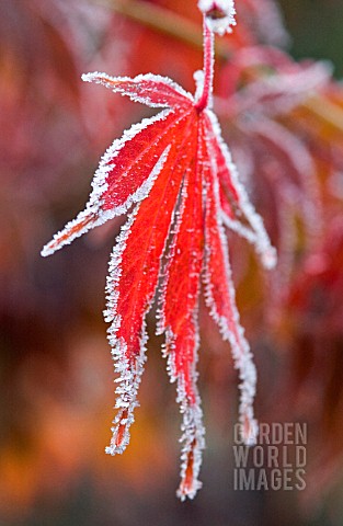 ACER_PALMATUM_ATROPURPUREUM_JAPANESE_MAPLE