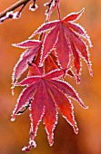 ACER PALMATUM, JAPANESE MAPLE