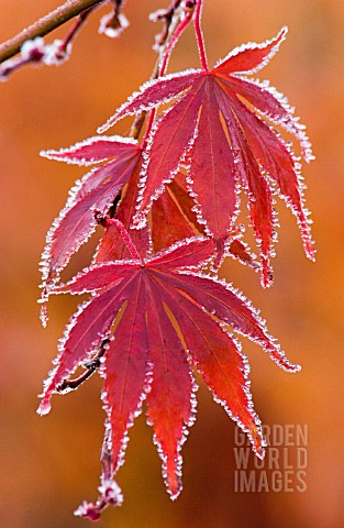 ACER_PALMATUM_JAPANESE_MAPLE