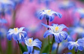 CHIONODOXA NANA, GLORY-OF-THE-SNOW