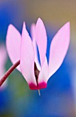 CYCLAMEN REPANDUM, CYCLAMEN