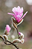 MAGNOLIA x LOEBNERI LEONARD MESSEL