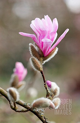 MAGNOLIA_x_LOEBNERI_LEONARD_MESSEL