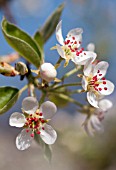 PYRUS COMMUNIS, PEAR