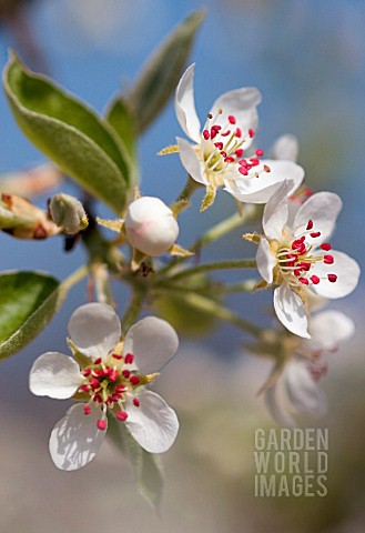 PYRUS_COMMUNIS_PEAR