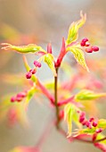 ACER PALMATUM ‘KATSURA’, JAPANESE MAPLE