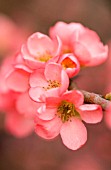 CHAENOMELES X SUPERBA ‘CORAL SEA’, QUINCE