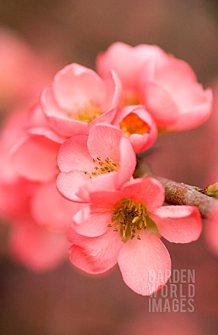 CHAENOMELES_X_SUPERBA_CORAL_SEA_QUINCE