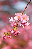 PRUNUS ‘ACCOLADE’, CHERRY