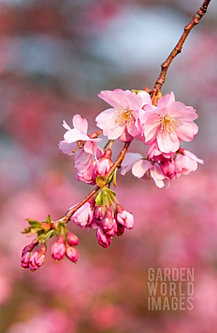 PRUNUS_ACCOLADE_CHERRY