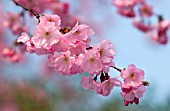 PRUNUS ‘ACCOLADE’, CHERRY