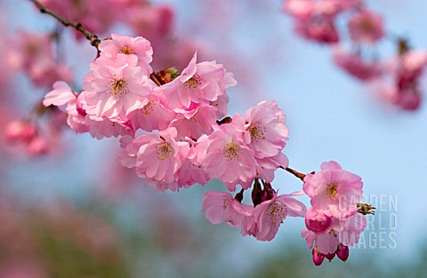 PRUNUS_ACCOLADE_CHERRY