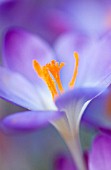 CROCUS TOMMASINIANUS ‘BARRS PURPLE’, CROCUS