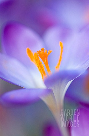 CROCUS_TOMMASINIANUS_BARRS_PURPLE_CROCUS