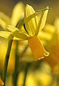 NARCISSUS, DAFFODIL