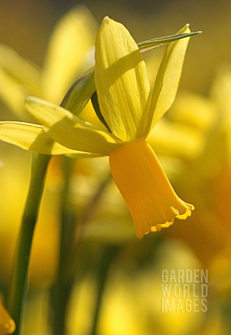 NARCISSUS_DAFFODIL