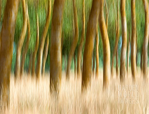 WOOD_AND_GRASSES_ART