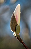 MAGNOLIA DENUDATA, MAGNOLIA