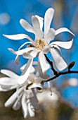 MAGNOLIA STELLATA ‘CENTENNIAL’, MAGNOLIA