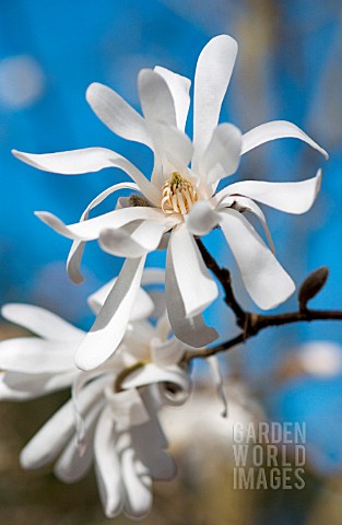 MAGNOLIA_STELLATA_CENTENNIAL_MAGNOLIA