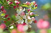 MALUS ‘EVERESTE’, CRAB APPLE