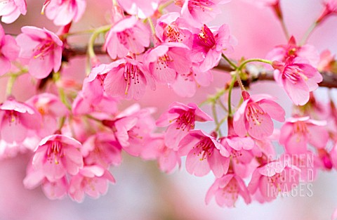 PRUNUS_KURSAR_CHERRY