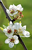 PYRUS SALICIFOLIA ‘PENDULA’, PEAR