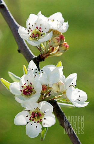 PYRUS_SALICIFOLIA_PENDULA_PEAR