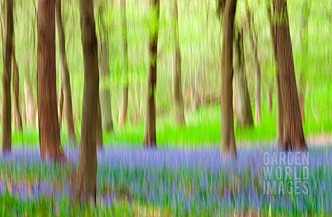 HYACINTHOIDES__VARIETY_NOT_IDETIFIED_BLUEBELL_WOOD