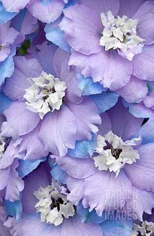 DELPHINIUM_DELPHINIUM