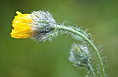 CALENDULA, MARIGOLD