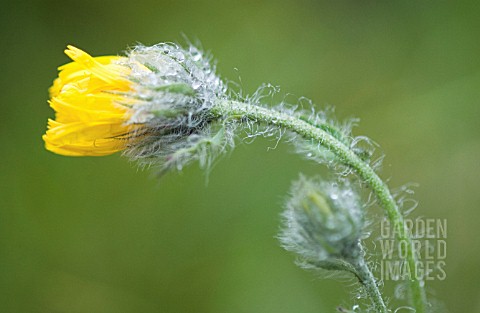 CALENDULA_MARIGOLD