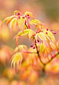 ACER PALMATUM, JAPANESE MAPLE