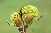 ACER PLATANOIDES PALMATIFIDUM, MAPLE - NORWAY MAPLE