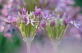 ALLIUM CRISTOPHII, ALLIUM