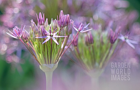 ALLIUM_CRISTOPHII_ALLIUM