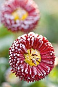 BELLIS PERENNIS “BELLISIMA RED”, DAISY