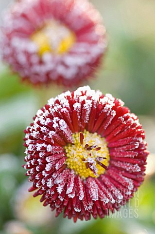 BELLIS_PERENNIS_BELLISIMA_RED_DAISY