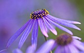 PURPLE FLOWER, PURPLE BACKGROUND