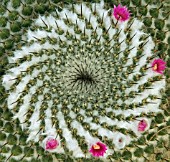 MAMMILLARIA, CACTUS - PINCUSHION CACTUS