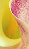 ARUM, LILY - ARUM LILY, CALLA LILY