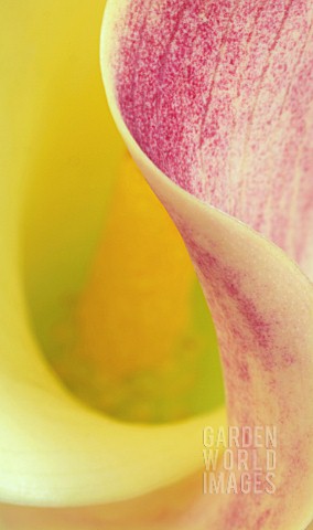 ARUM_LILY__ARUM_LILY_CALLA_LILY