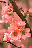 CHAENOMELES X SUPERBA ‘CORAL SEA’, QUINCE