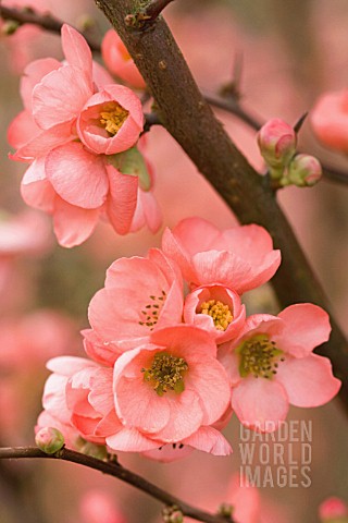 CHAENOMELES_X_SUPERBA_CORAL_SEA_QUINCE