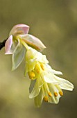 CORYLOPSIS PAUCIFLORA, HAZEL - WINTER HAZEL