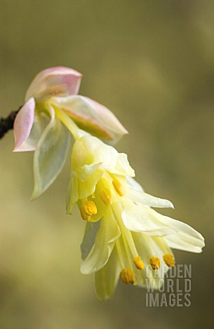 CORYLOPSIS_PAUCIFLORA_HAZEL__WINTER_HAZEL