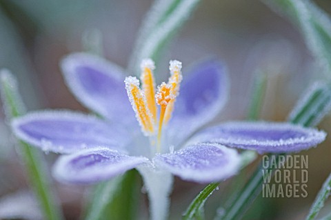 CROCUS_CROCUS