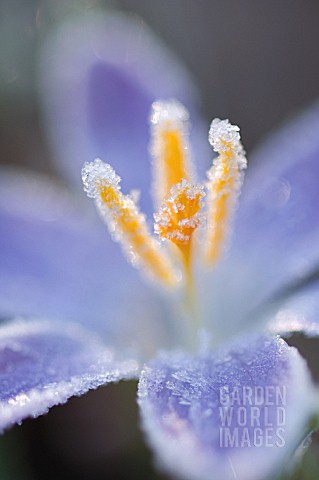 CROCUS_CROCUS