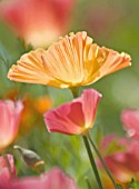 ESCHSCHOLZIA CALIFORNICA, POPPY - CALIFORNIAN POPPY